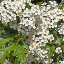 Aubépine blanche, Aubépine monogyne / Crataegus monogyna